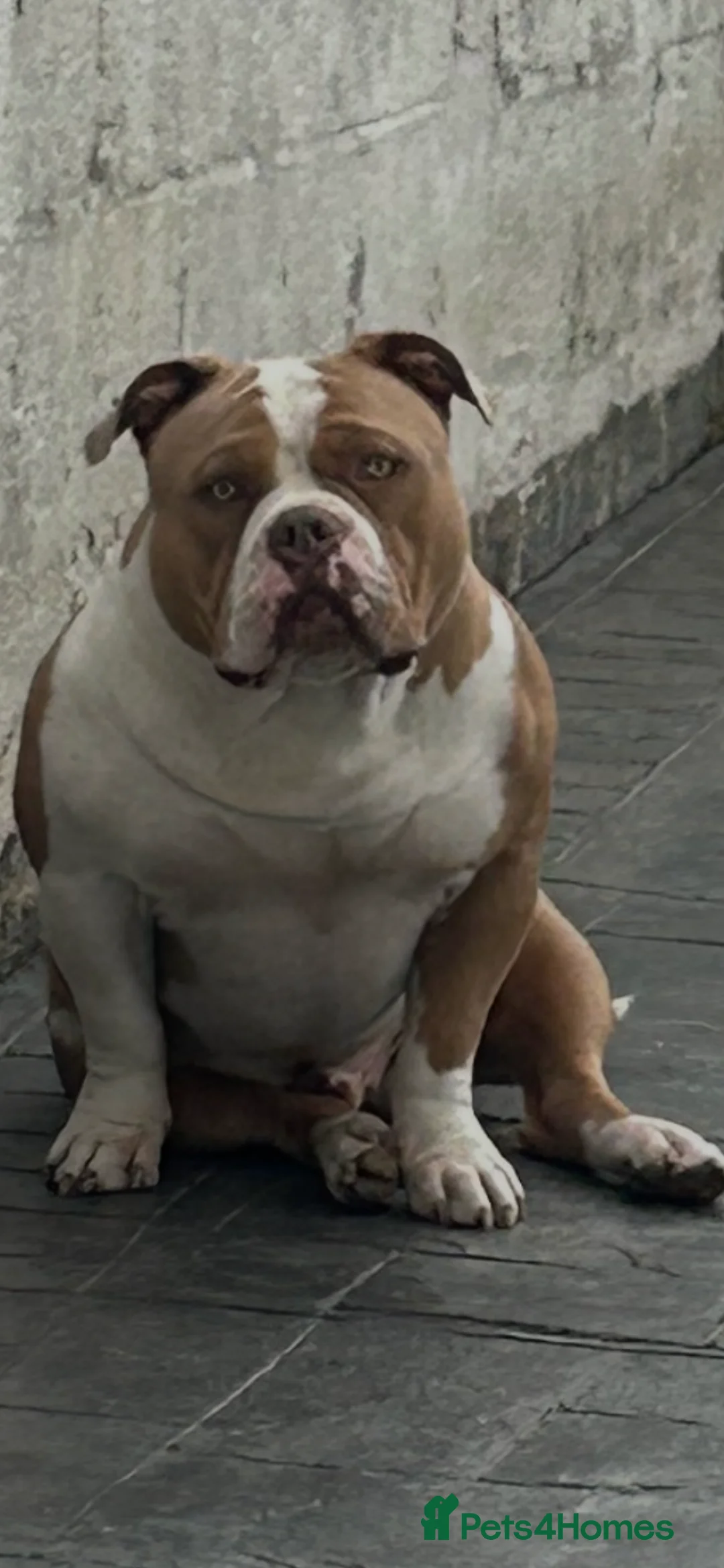 American Bully dogs for stud: American pocket bully  - Advert 13