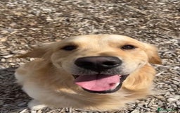 Golden Retriever dogs for stud: 🐾 Golden Retriever Stud – “Tucker” 🐾 in Colchester - Image 3