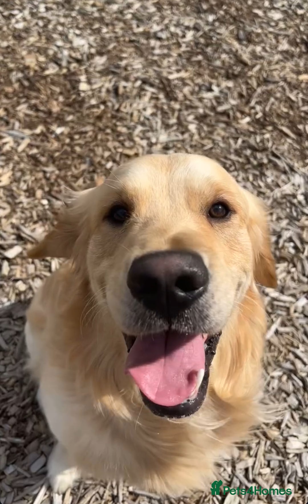 Golden Retriever dogs for stud: 🐾 Golden Retriever Stud – “Tucker” 🐾 in Colchester - Image 3