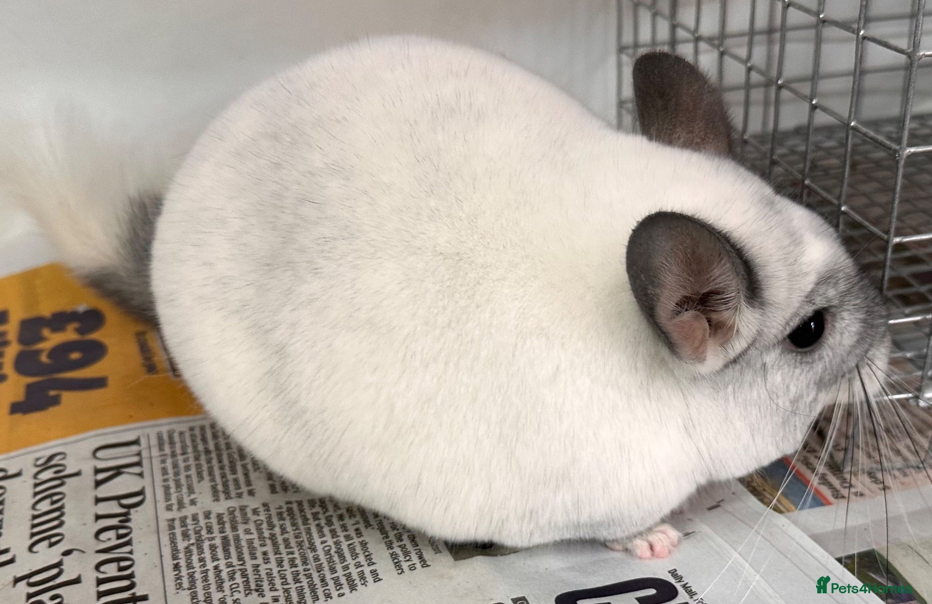 Chinchilla rodents Whitey, fabulous Wilson White boy - Advert 3