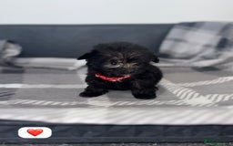 Cockapoo dogs for sale: Beautiful Cockapoo Babies🐶❤️ - Image 7
