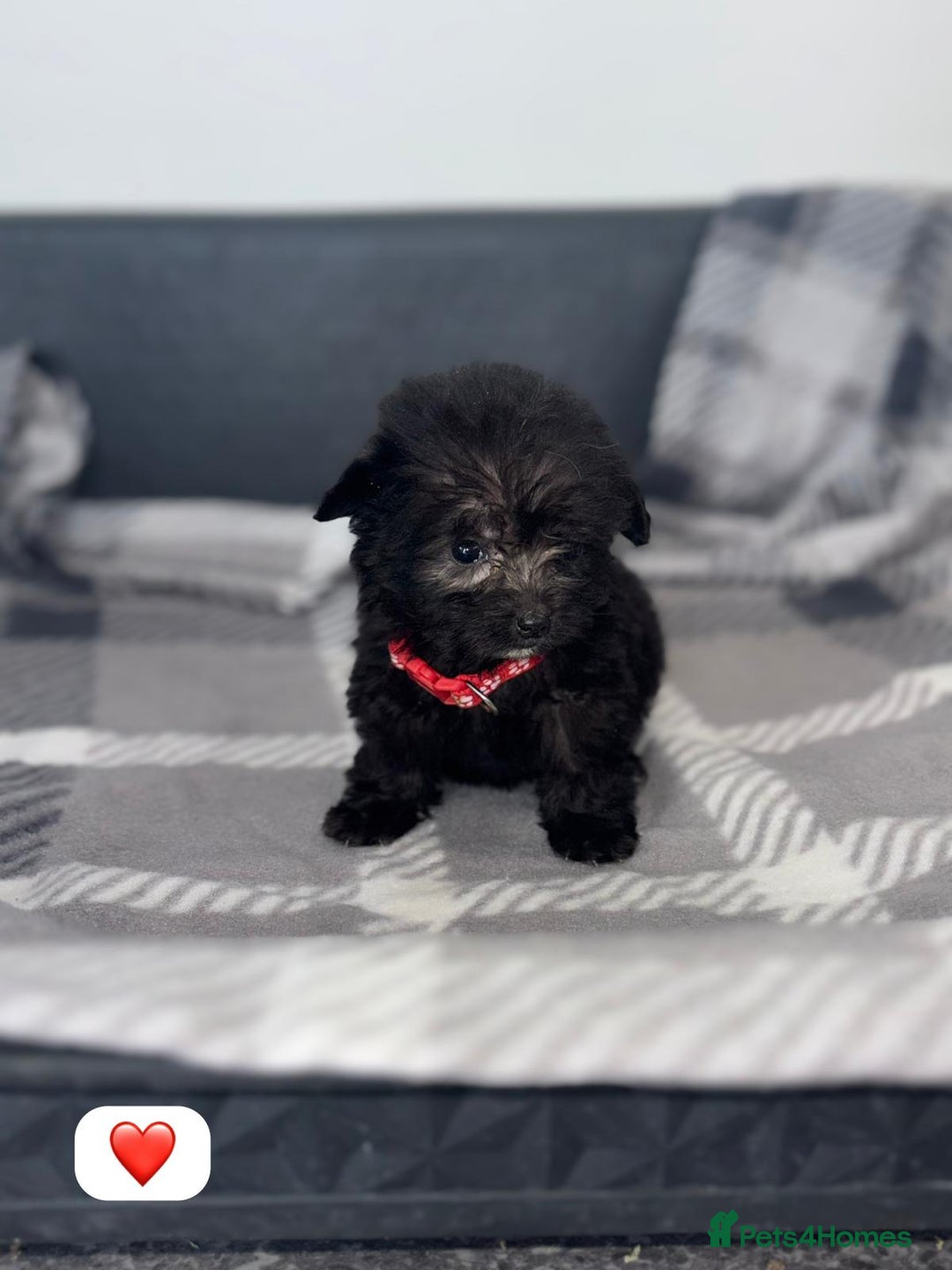 Cockapoo dogs for sale: Beautiful Cockapoo Babies🐶❤️ - Image 7
