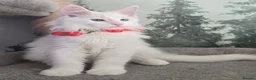 Maine Coon cats for sale: Gorgeous Maine coon kittens  - Advert 6