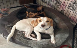 Mixed Breed dogs for sale: Male springer spaniel cross jack russel - Advert 2