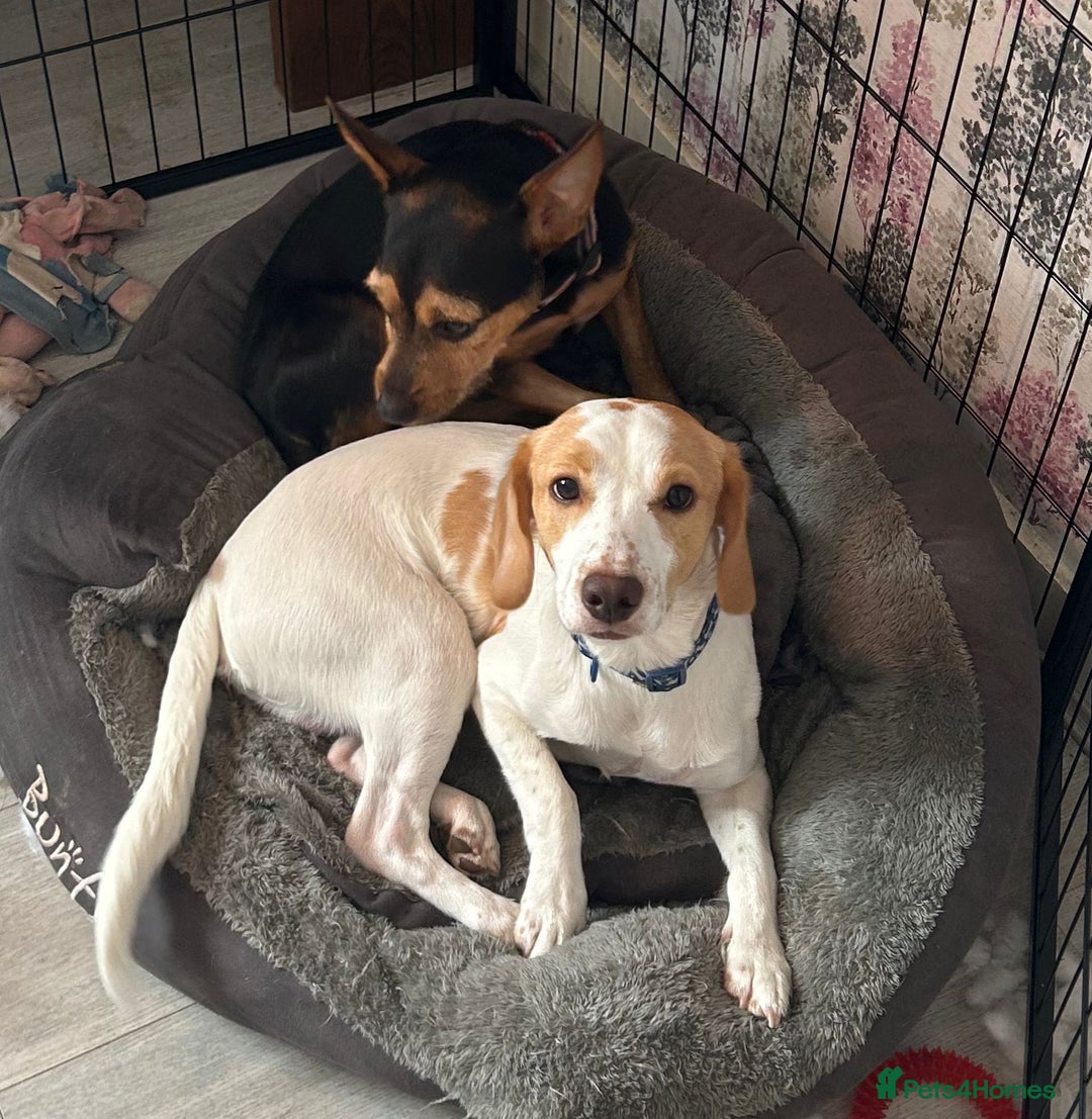 Mixed Breed dogs for sale: Male springer spaniel cross jack russel - Advert 2