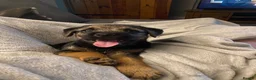 Border Terrier dogs for stud: Benji - Proven Border Terrier for stud - Advert 17