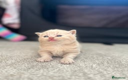 British Shorthair cats for sale: TICA Registered British Shorthair Kittens - Image 7