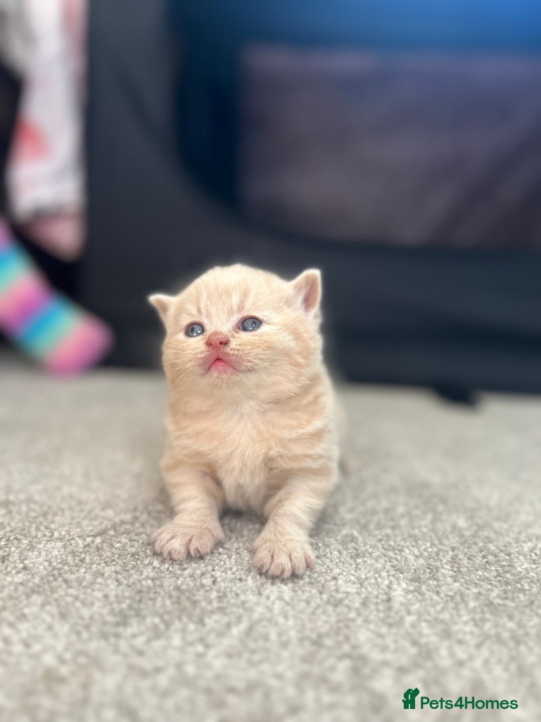 British Shorthair cats for sale: TICA Registered British Shorthair Kittens - Image 7