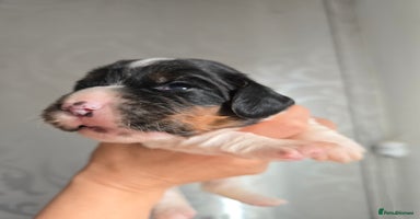 Cocker Spaniel dogs - Advert 4