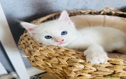 Ragdoll cats for sale: GCCF registered Ragdoll-Red Tabby Boy - Image 1