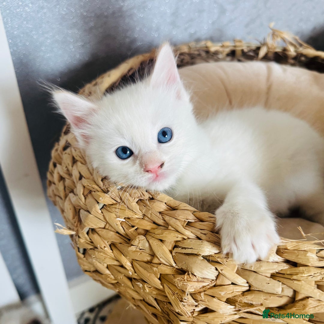 Ragdoll cats for sale: GCCF registered Ragdoll-Red Tabby Boy - Image 1