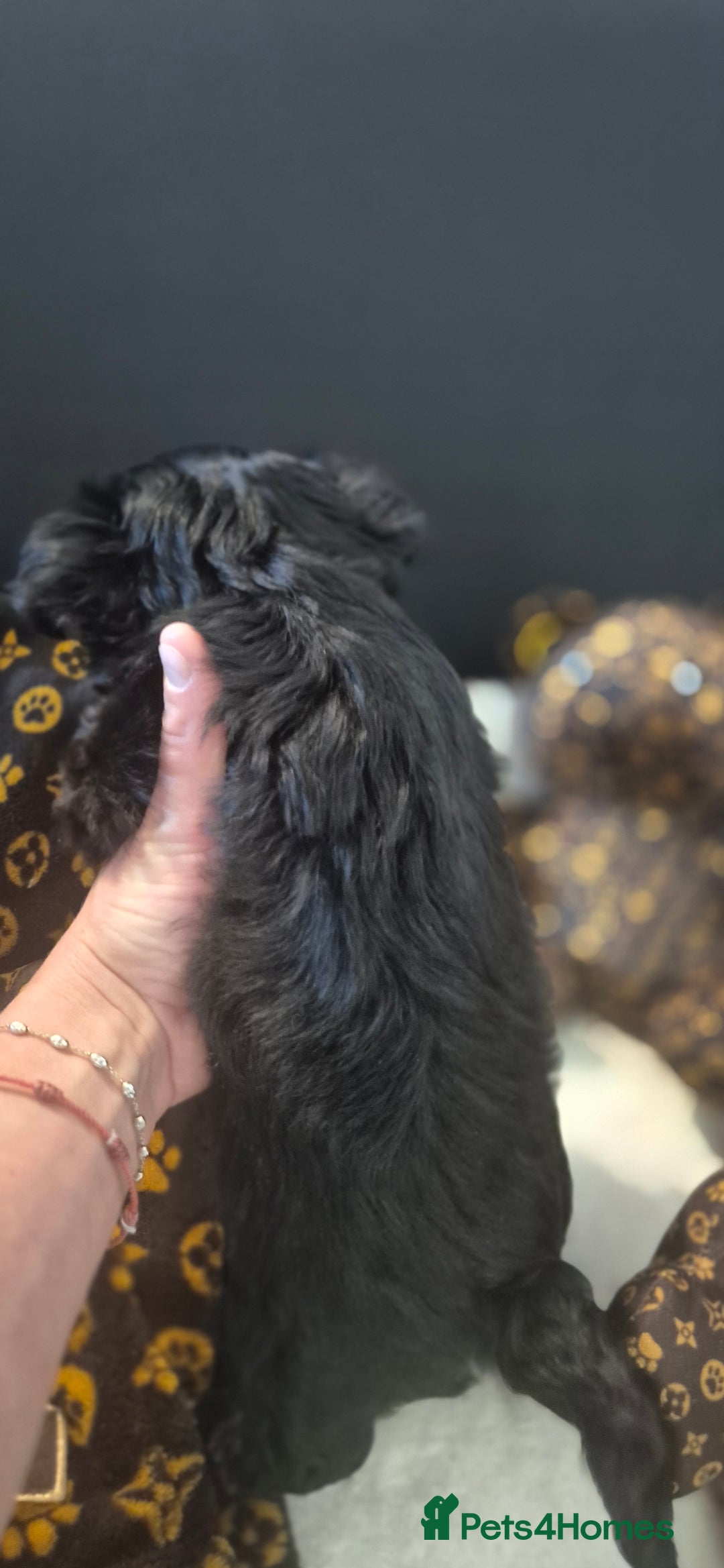 Biewer Terrier dogs for sale: Beautiful Biewer Yorkshire terriers Puppies  - Advert 25