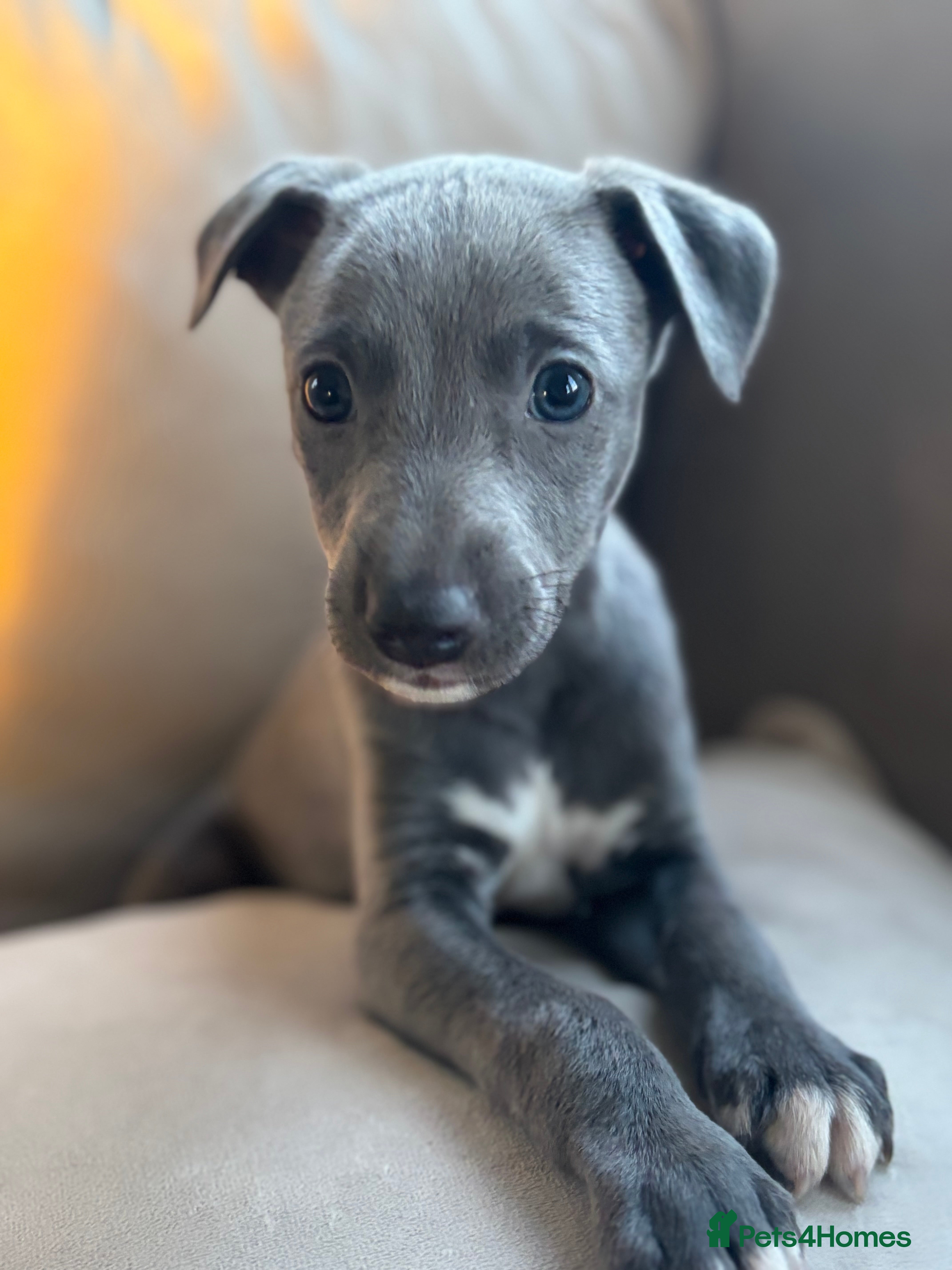 Whippet dogs Stunning KC registered whippet puppy’s  - Advert 2