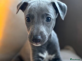 Whippet dogs Stunning KC registered whippet puppy’s - Advert 11