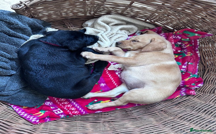 Labrador Retriever dogs - Advert 9