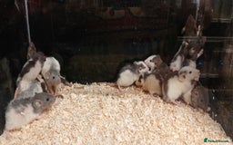 Rat rodents for sale: Baby Dumbo Rats Males and Females - Advert 2
