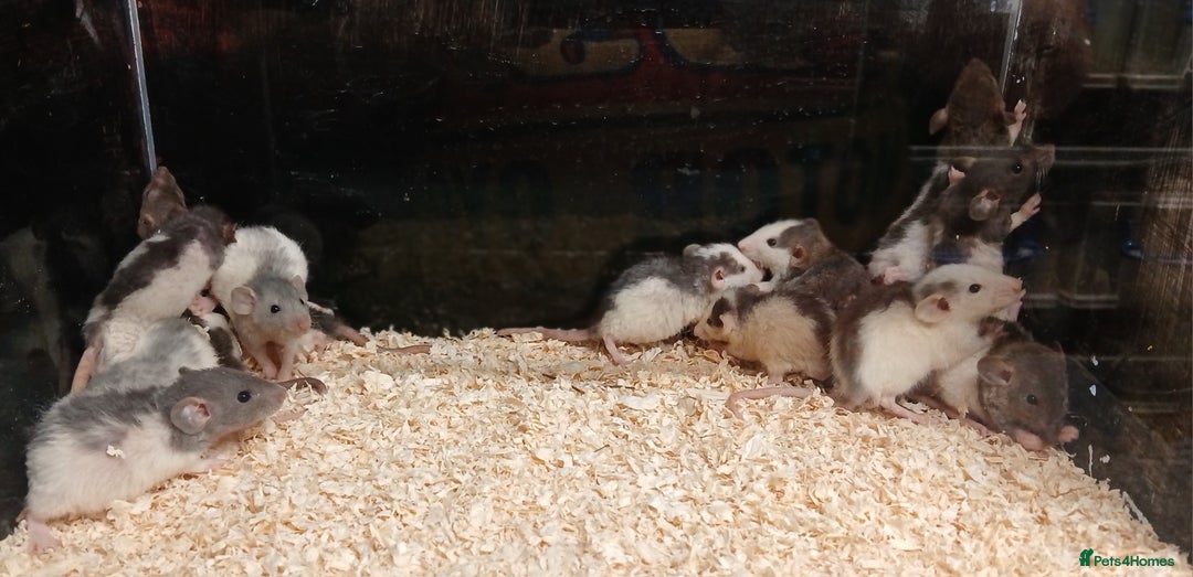 Rat rodents for sale: Baby Dumbo Rats Males and Females - Advert 2