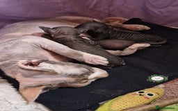 Sphynx cats for sale: Adorable Canadian Sphynx – Champion Bloodline - Image 6