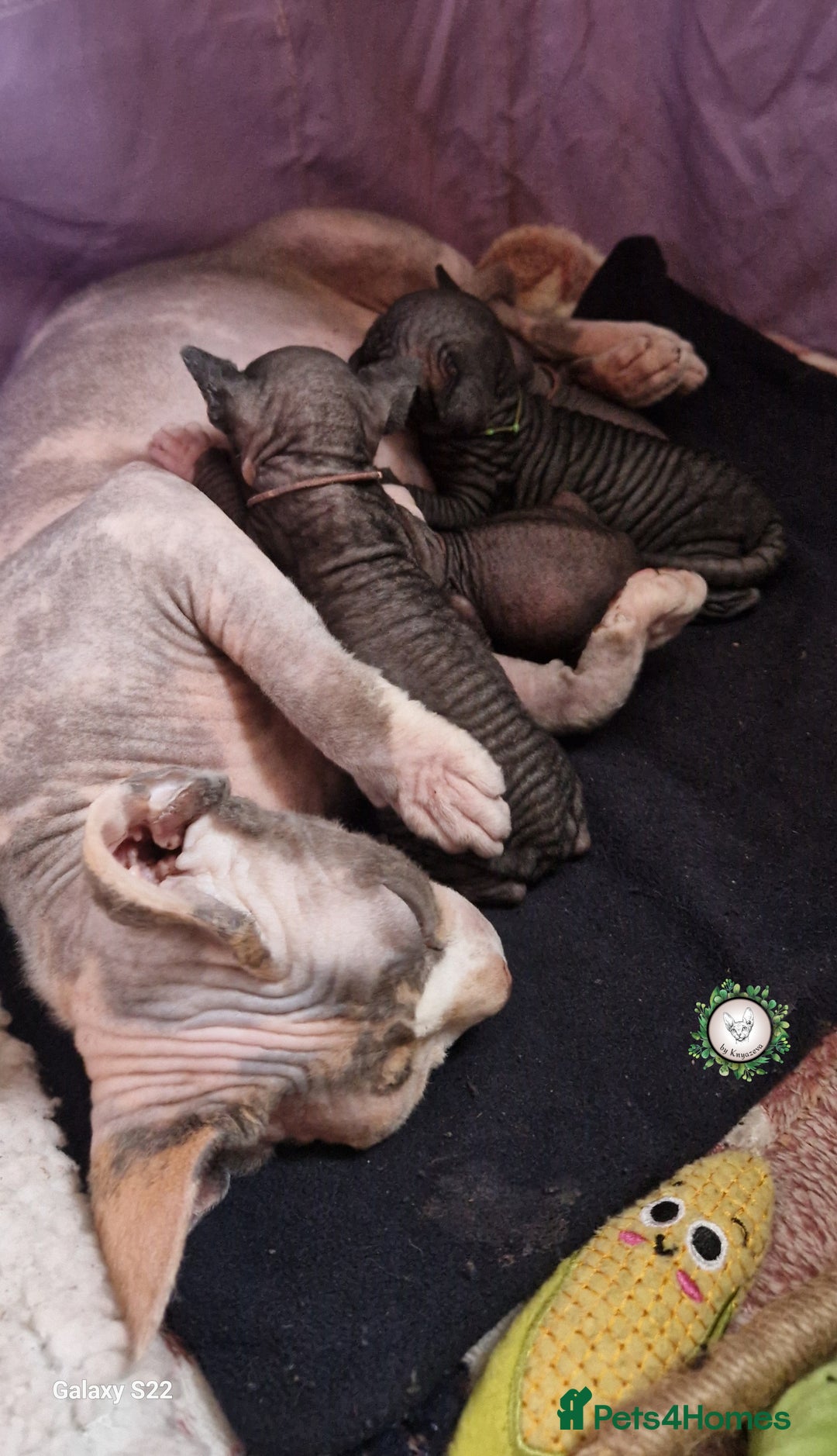 Sphynx cats for sale: Adorable Canadian Sphynx – Champion Bloodline - Image 6
