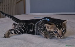 Bengal cats for sale: Pedigree Health Tested TICA Bengal Kittens - Image 11