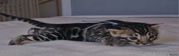 Bengal cats for sale: Pedigree Health Tested TICA Bengal Kittens - Advert 19