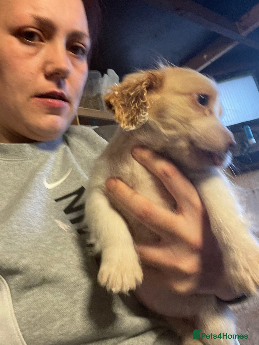 Cocker Spaniel dogs for sale: 3 loving boy cocker spaniels  - Advert 7