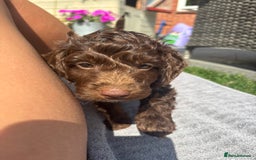Cockapoo dogs for sale: Cockapoo puppies F1b - Image 15