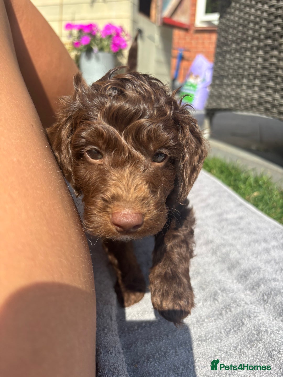 Cockapoo dogs for sale: Cockapoo puppies F1b - Image 15