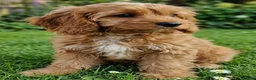 Cavapoo dogs for sale: Cavapoo Puppies looking for their forever homes - Advert 6