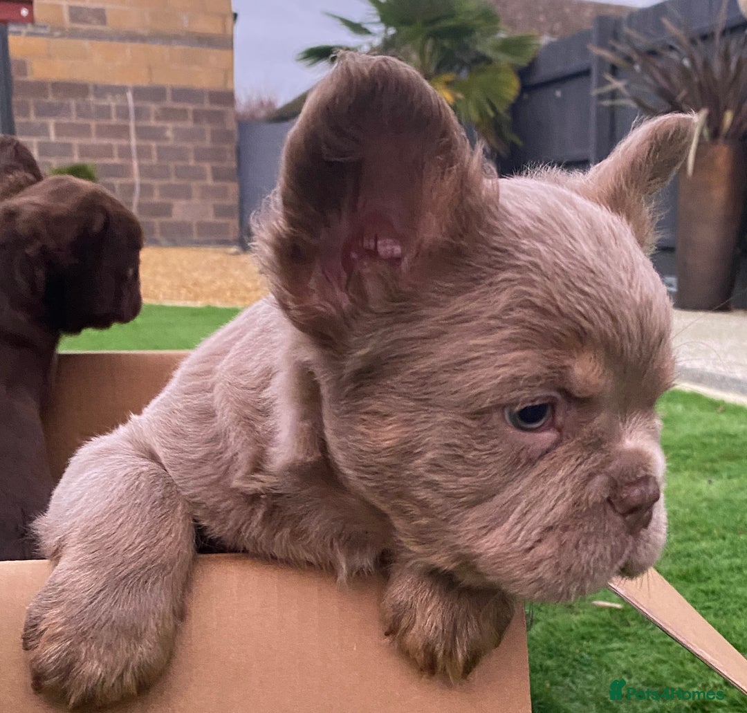 French Bulldog dogs for sale: READY TO LEAVE THIS WEEKEND FLUFFY FRENCH BULLDOGS - Advert 10