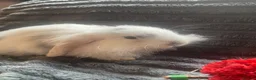 Cashmere Lop rabbits for sale: Cashmere Holland lop bunnies - Advert 2