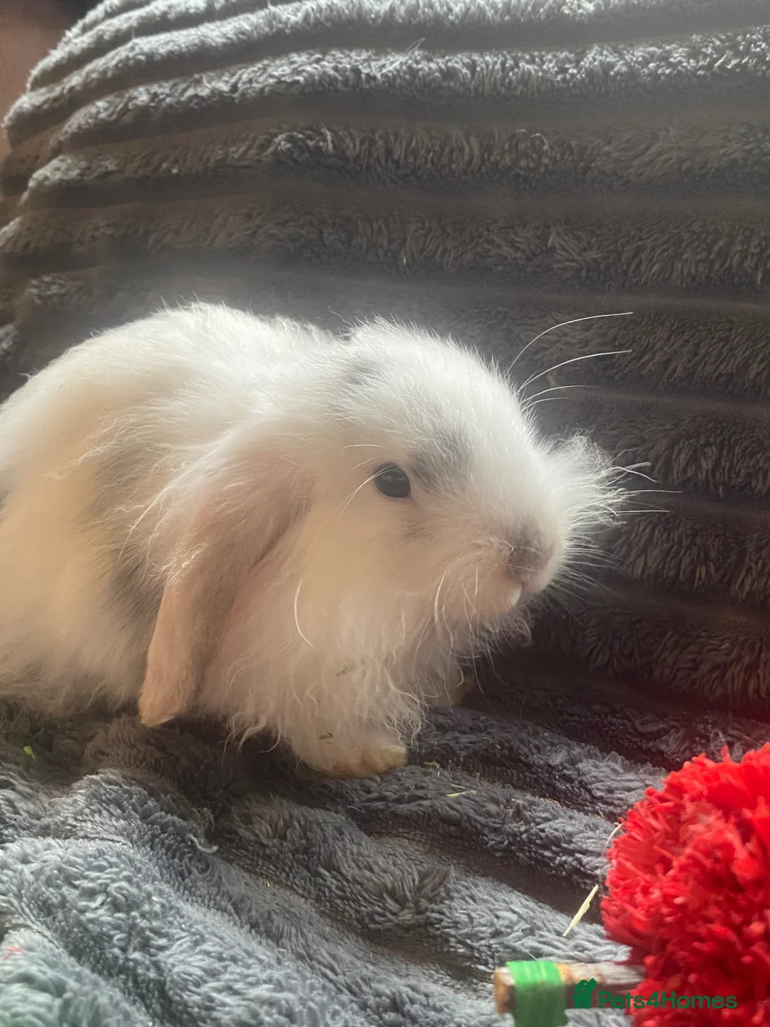Cashmere Lop rabbits for sale: Cashmere Holland lop bunnies - Advert 2