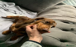 Dachshund dogs for sale: KC registered Tri choc dachshund puppy 1 year old  - Image 4