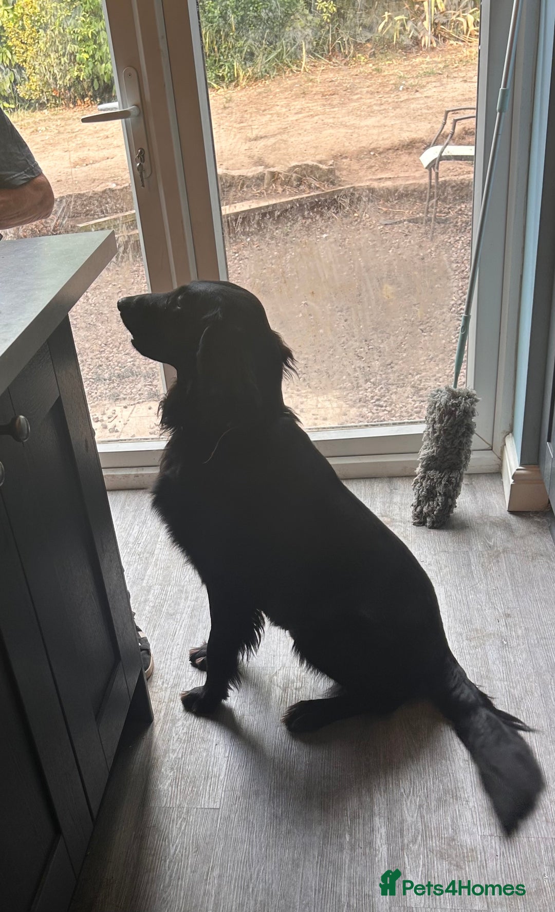 Flat coated Retriever dogs for sale: Flat coat retriever  - Image 3