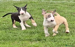 English Bull Terrier dogs for sale: Top Quality Health tested Pups  - Image 8
