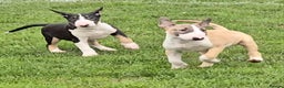 English Bull Terrier dogs for sale: Top Quality Health tested Pups  - Advert 12
