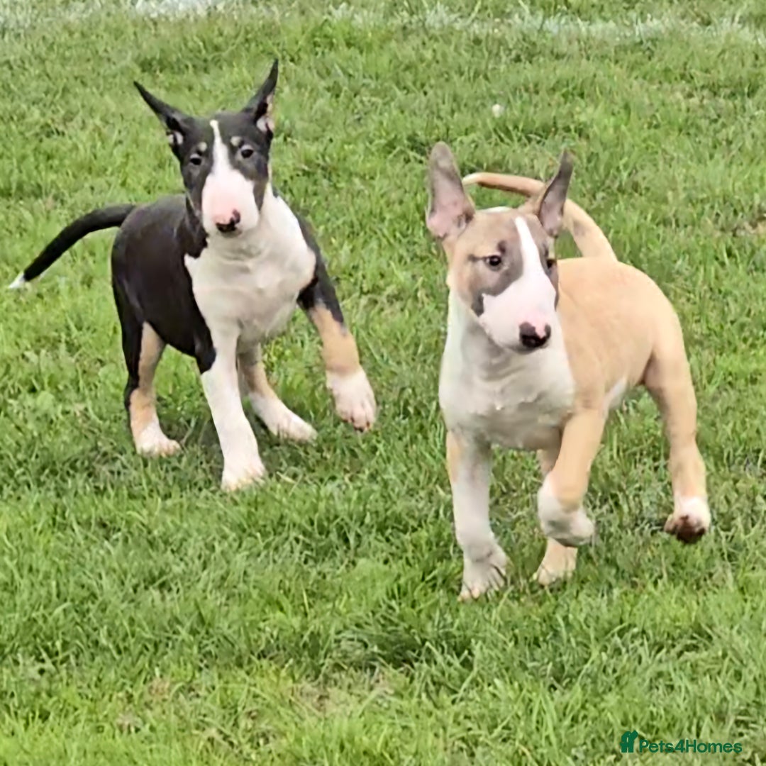 English Bull Terrier dogs for sale: Top Quality Health tested Pups  - Image 8