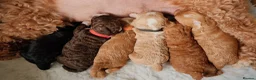 Cockapoo dogs for sale: 🐶 Adorable Cockapoo Puppies Available 🐶 - Advert 9