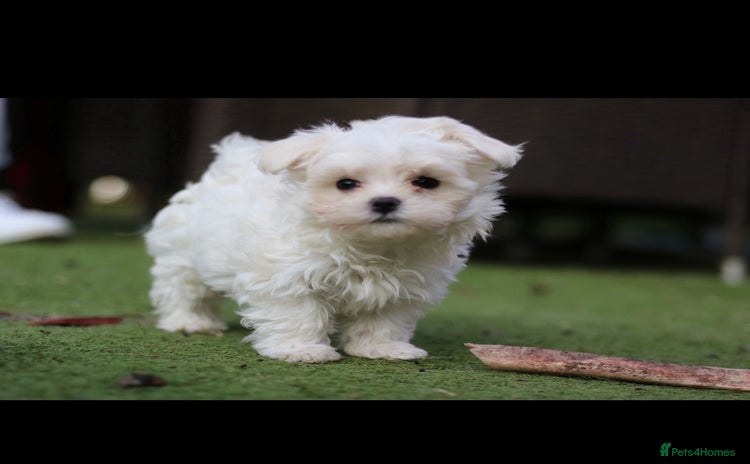 Maltese dogs - Advert 3
