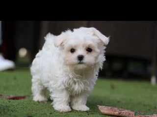 Maltese dogs - Advert 8