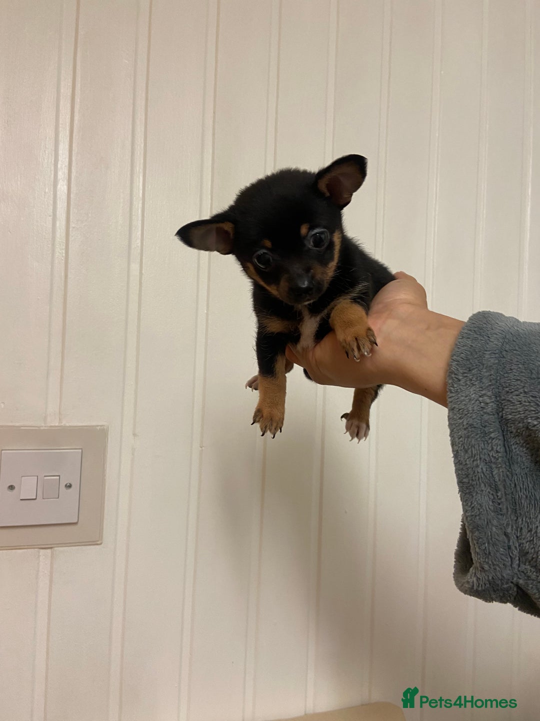 Chihuahua dogs for sale: 2 male chi pups for sale derby - Advert 12