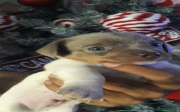 Chiweenie dogs for sale: Chiweenie puppies  - Advert 4