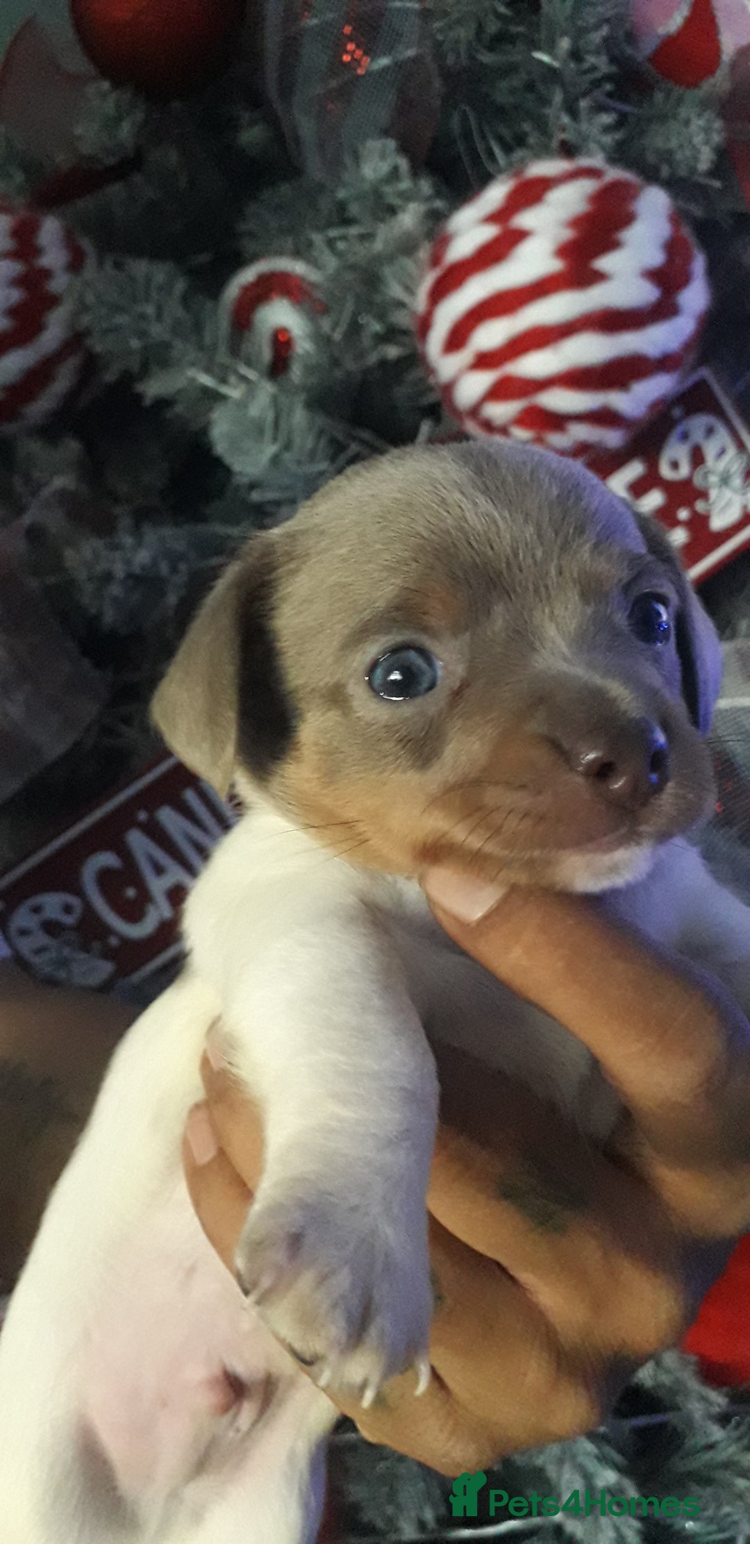 Chiweenie dogs for sale: Chiweenie puppies  - Advert 4