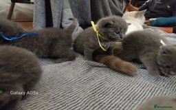 British Shorthair cats for sale: Blue British sorthair kittens available - Image 14