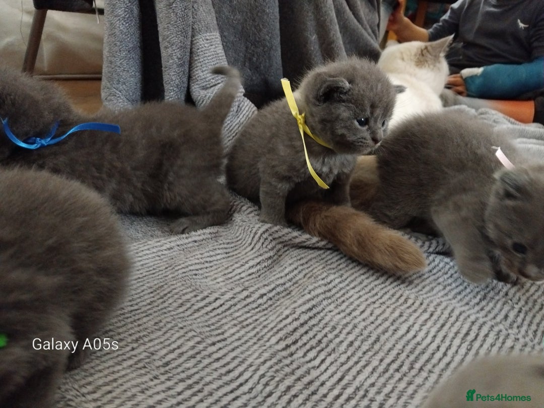 British Shorthair cats for sale: Blue British sorthair kittens available - Image 14