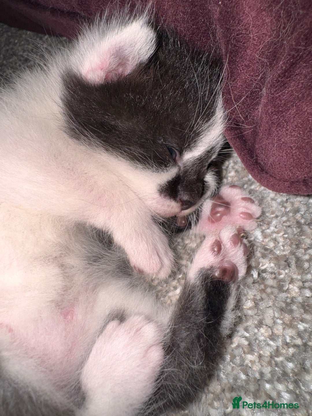 Mixed Breed cats for sale: 🐾 Half British Shorthair Kittens Available! 🐾 - Image 31