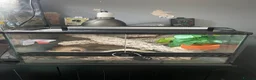Gecko reptiles for sale: Mourning gecko enclosure and sand gecko enclosure  - Advert 12
