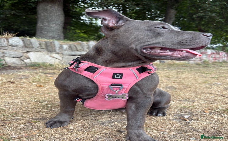 Staffordshire Bull Terrier dogs - Advert 1