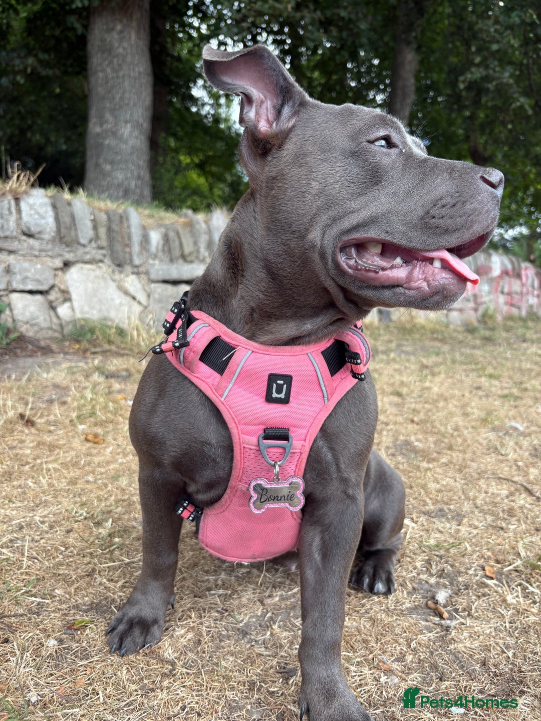 Staffordshire Bull Terrier dogs for sale: Staffy needing home  - Image 1