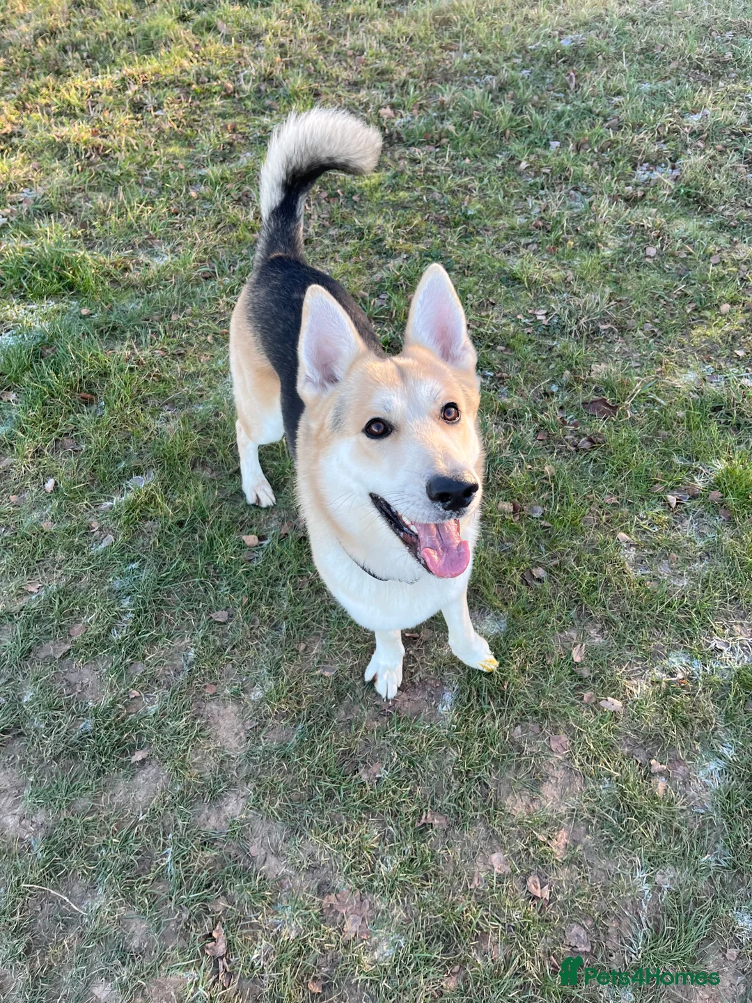 German Shepherd dogs for stud: Exceptional bi-coloured German Shepherd  - Advert 15